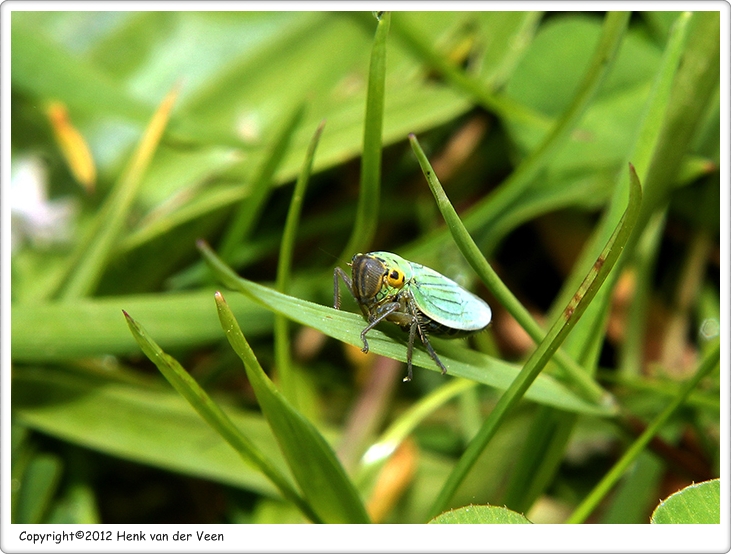 Groene cicade1
